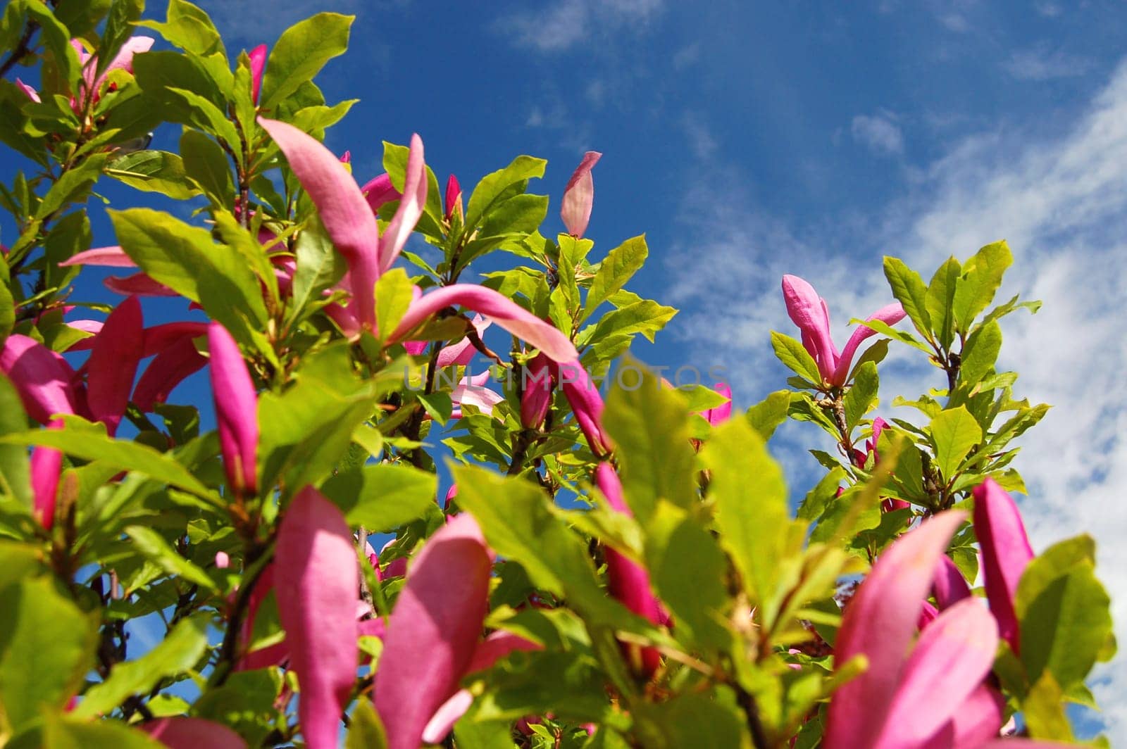 Pink magnolias against blue sky