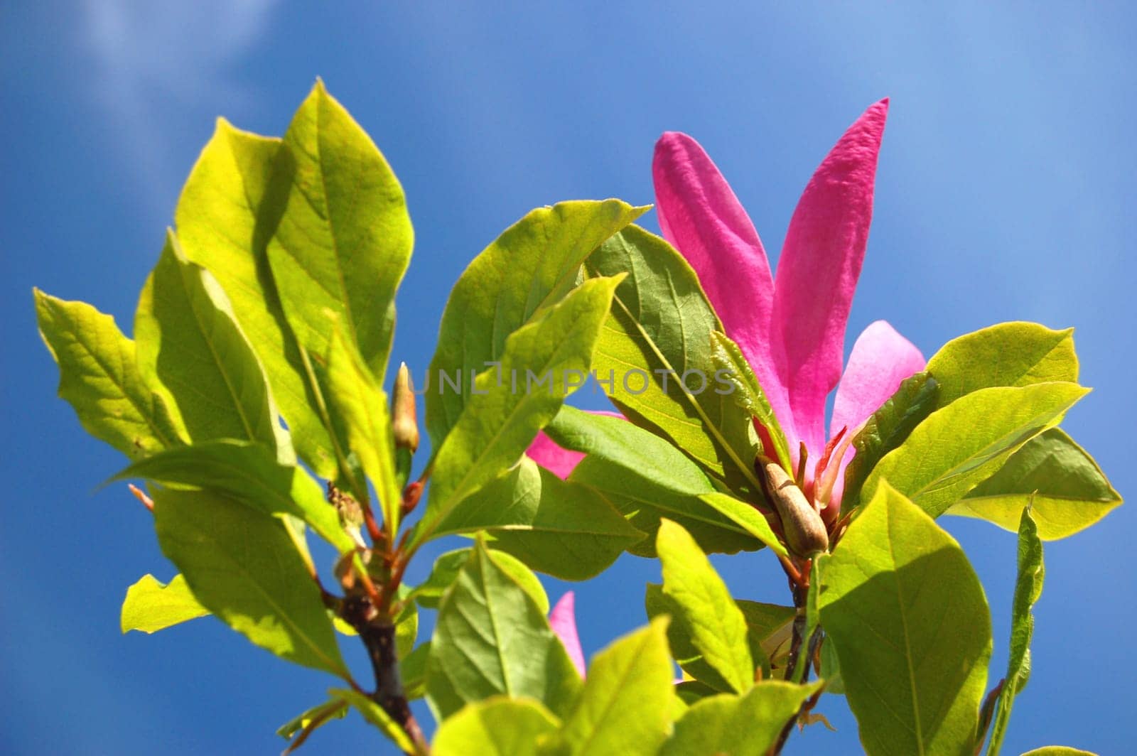 Pink magnolias against blue sky