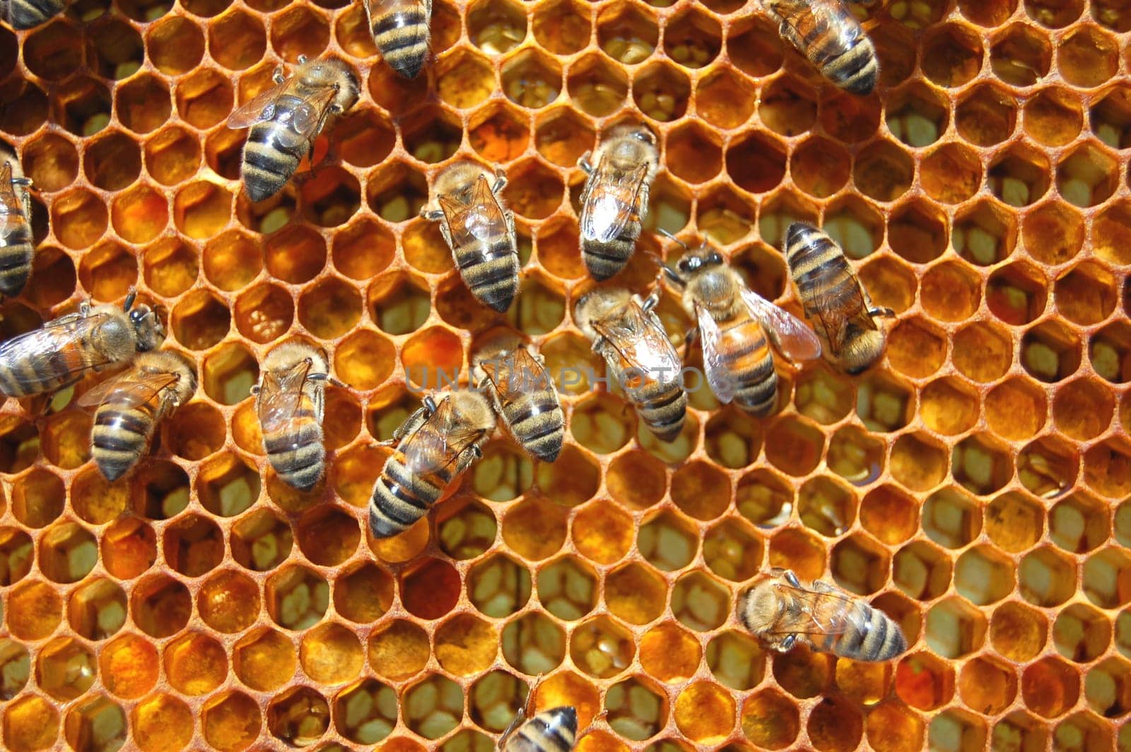 Bees on honeycomb