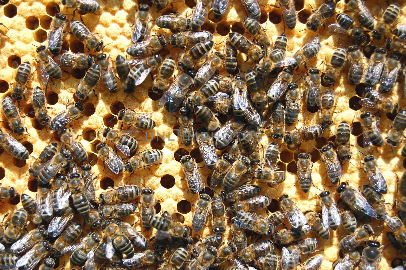 Bees on honeycomb