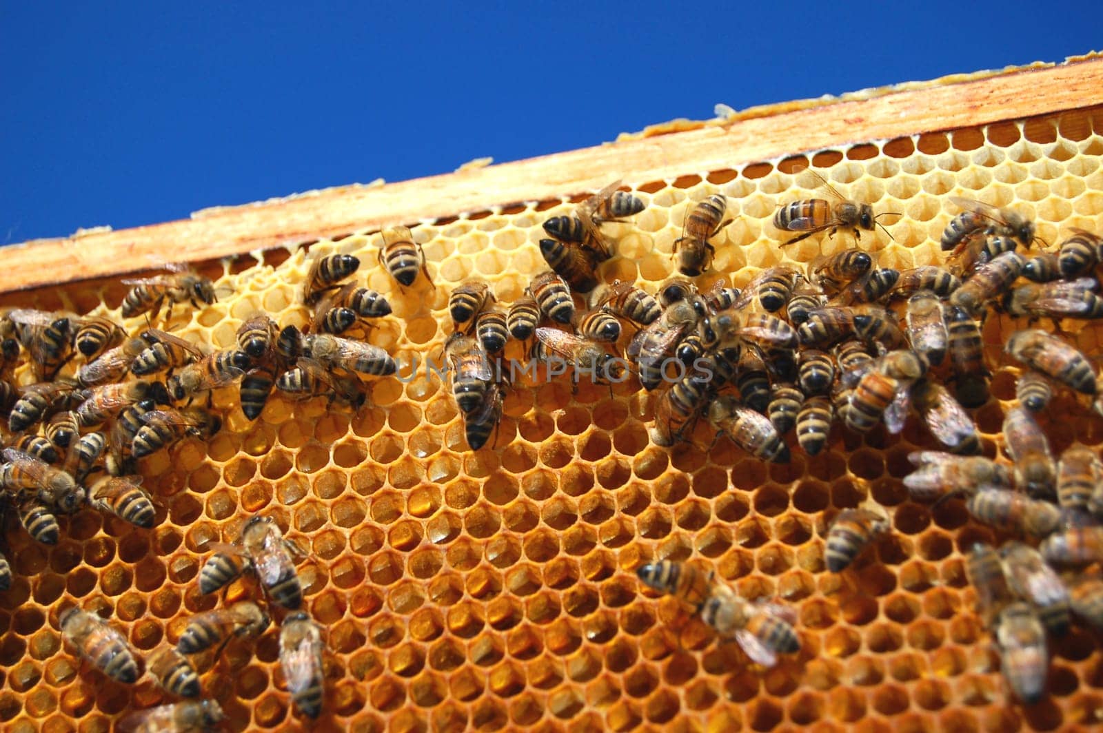bees on honeycomb