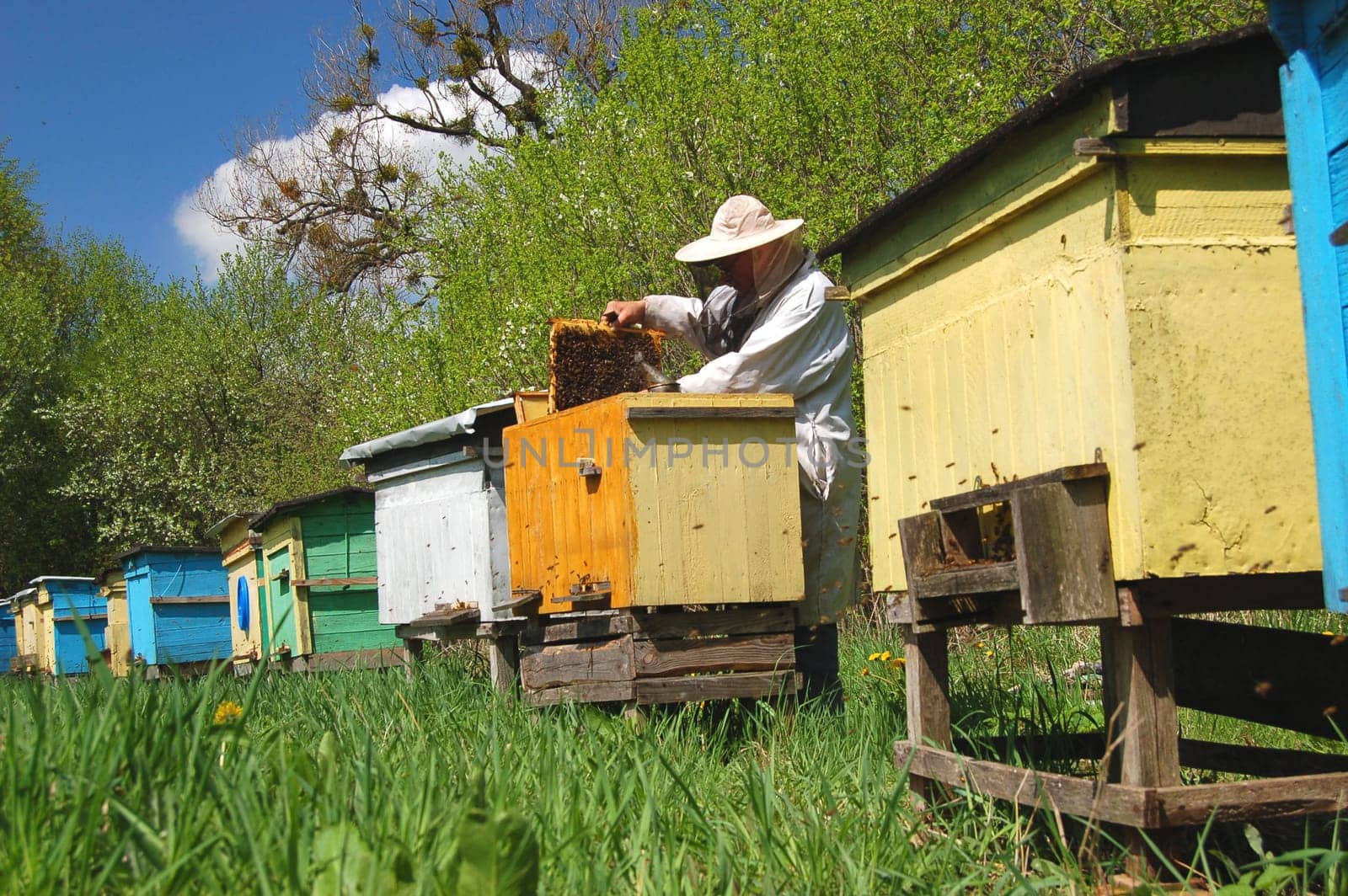 Apiary in springtime