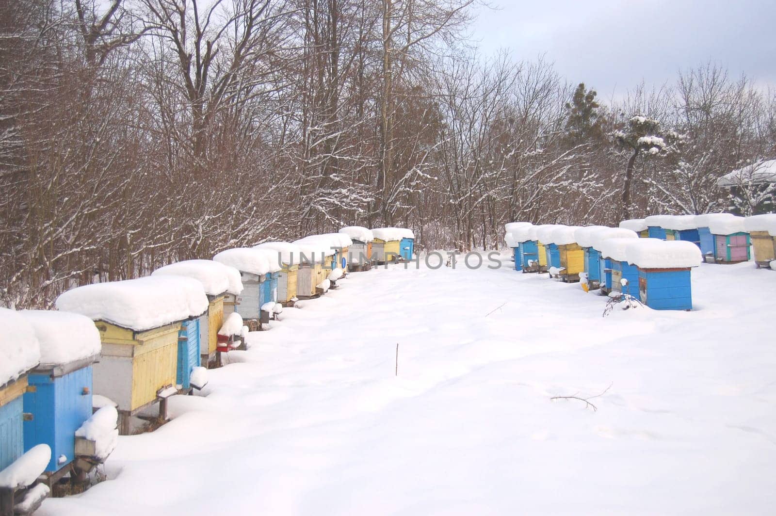 apiary in winterime