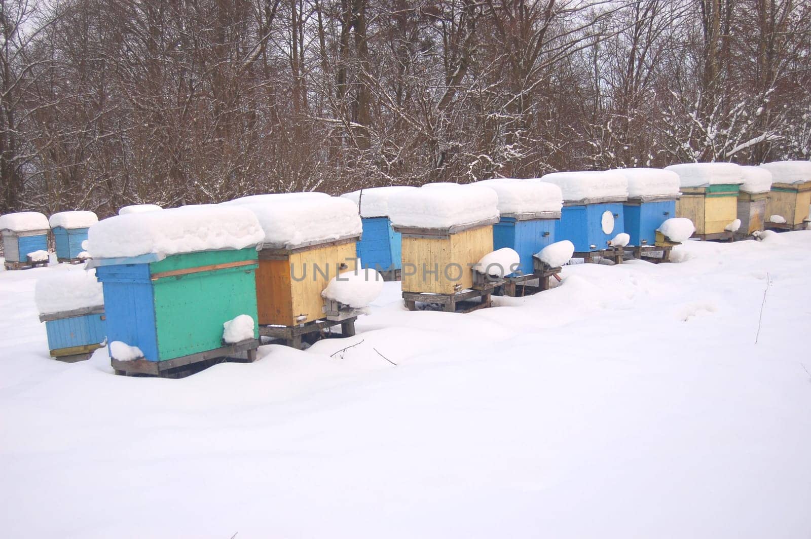apiary in winterime