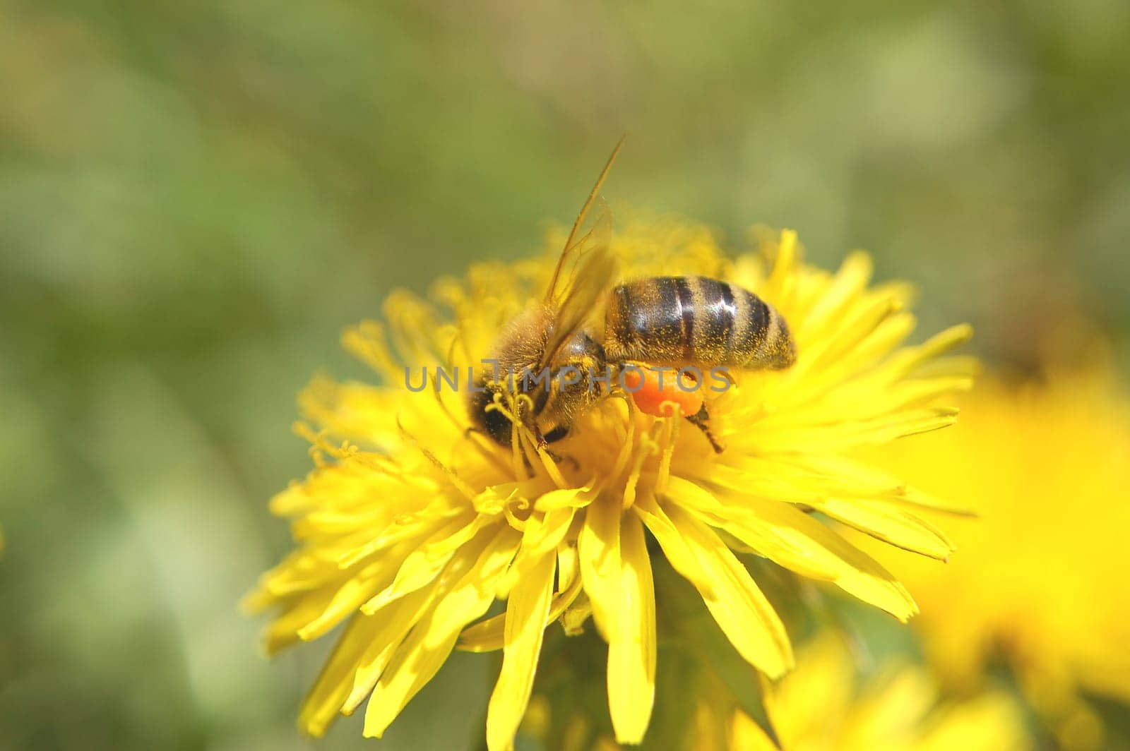 Bee on dandelion flower