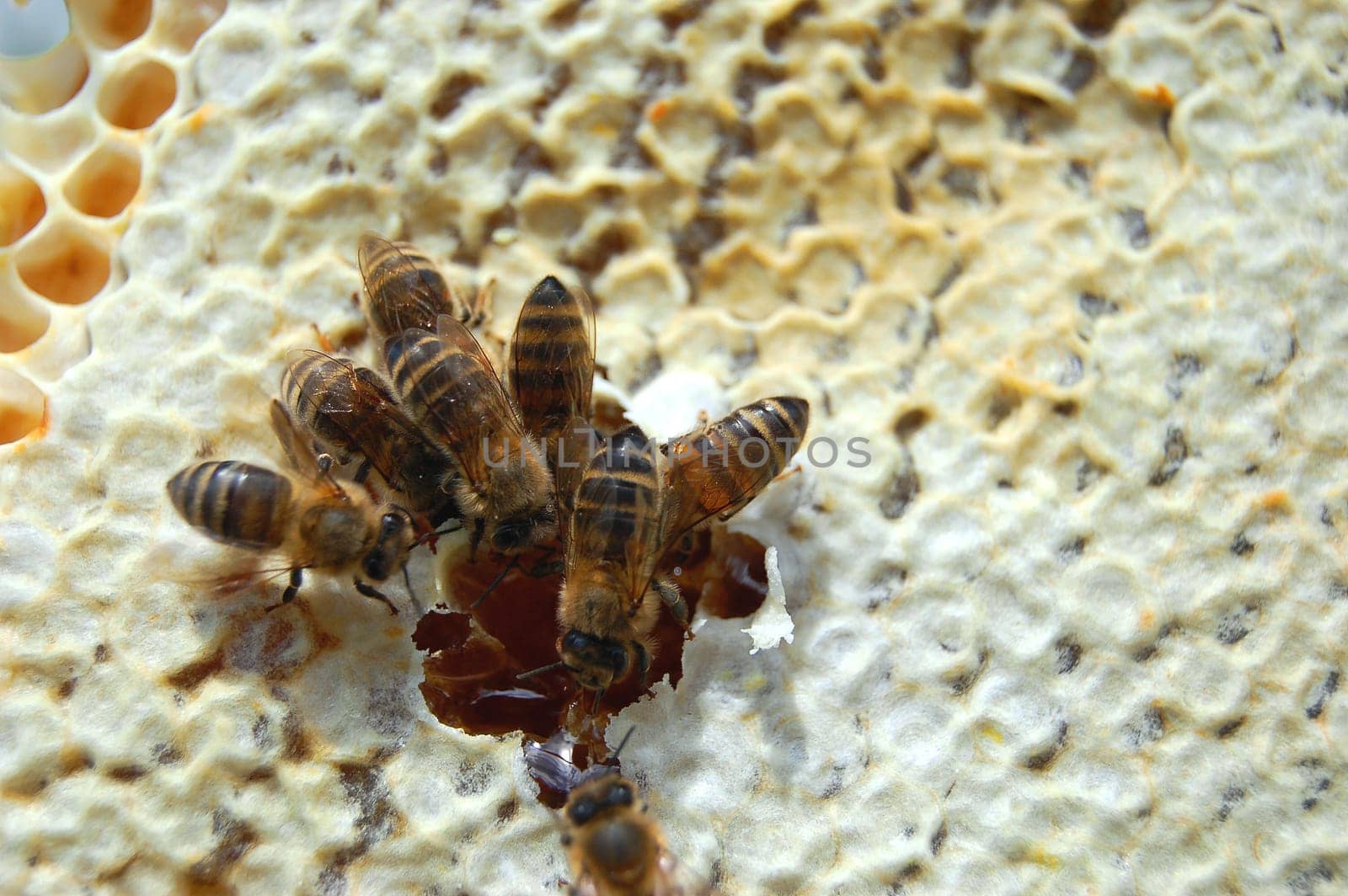 Bees on honeycomb