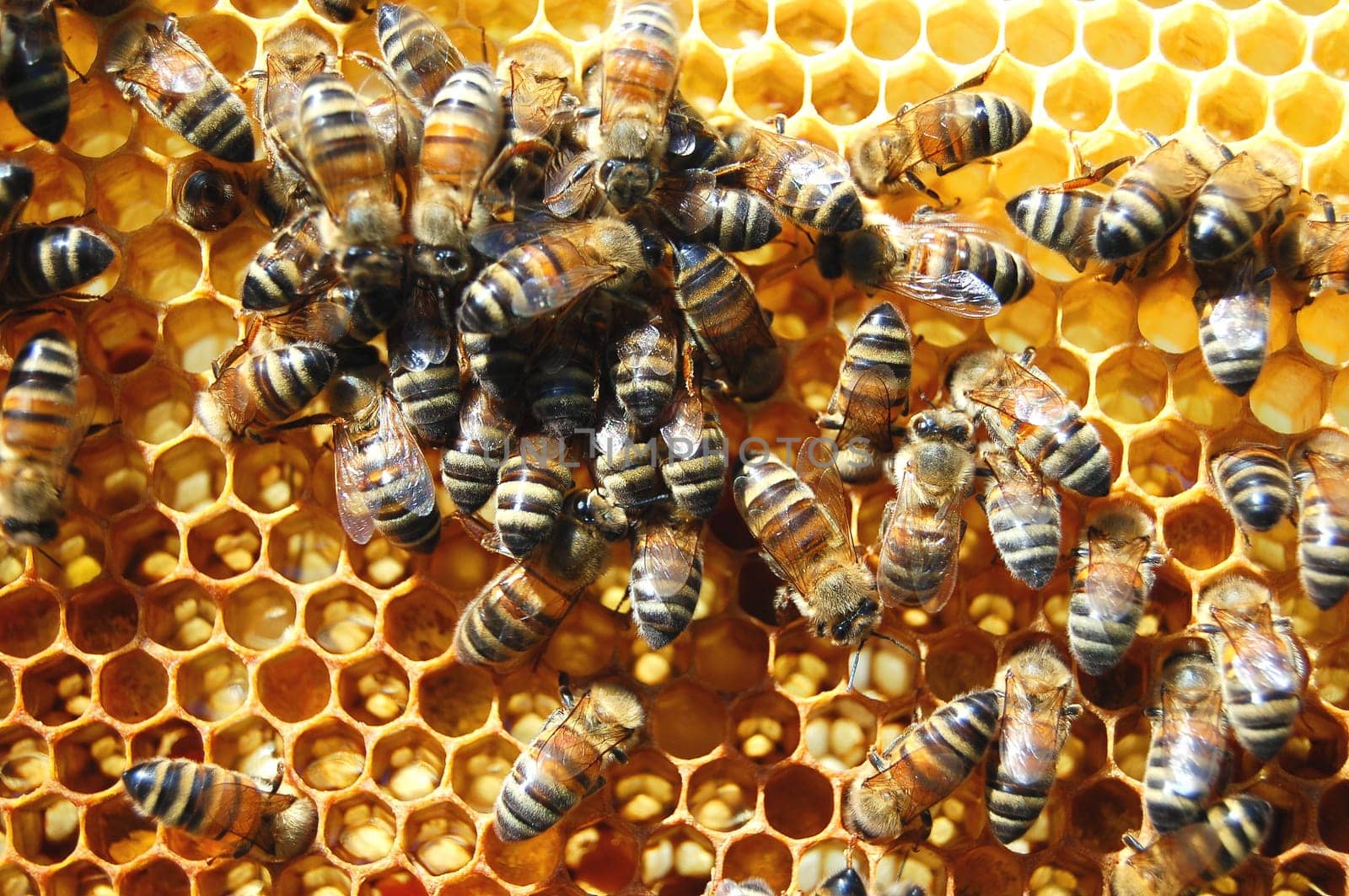 Bees on honeycomb