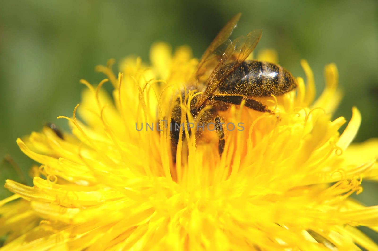 Bee on dandelion flower