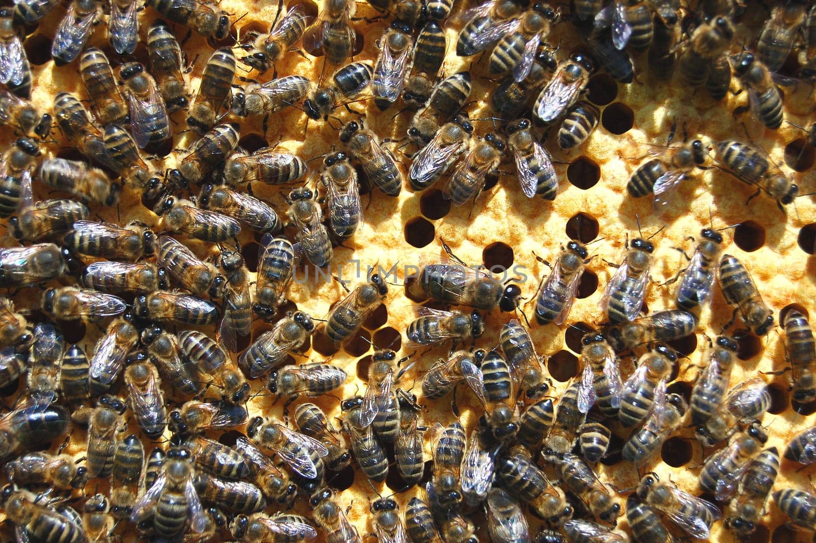 Bees on honeycomb