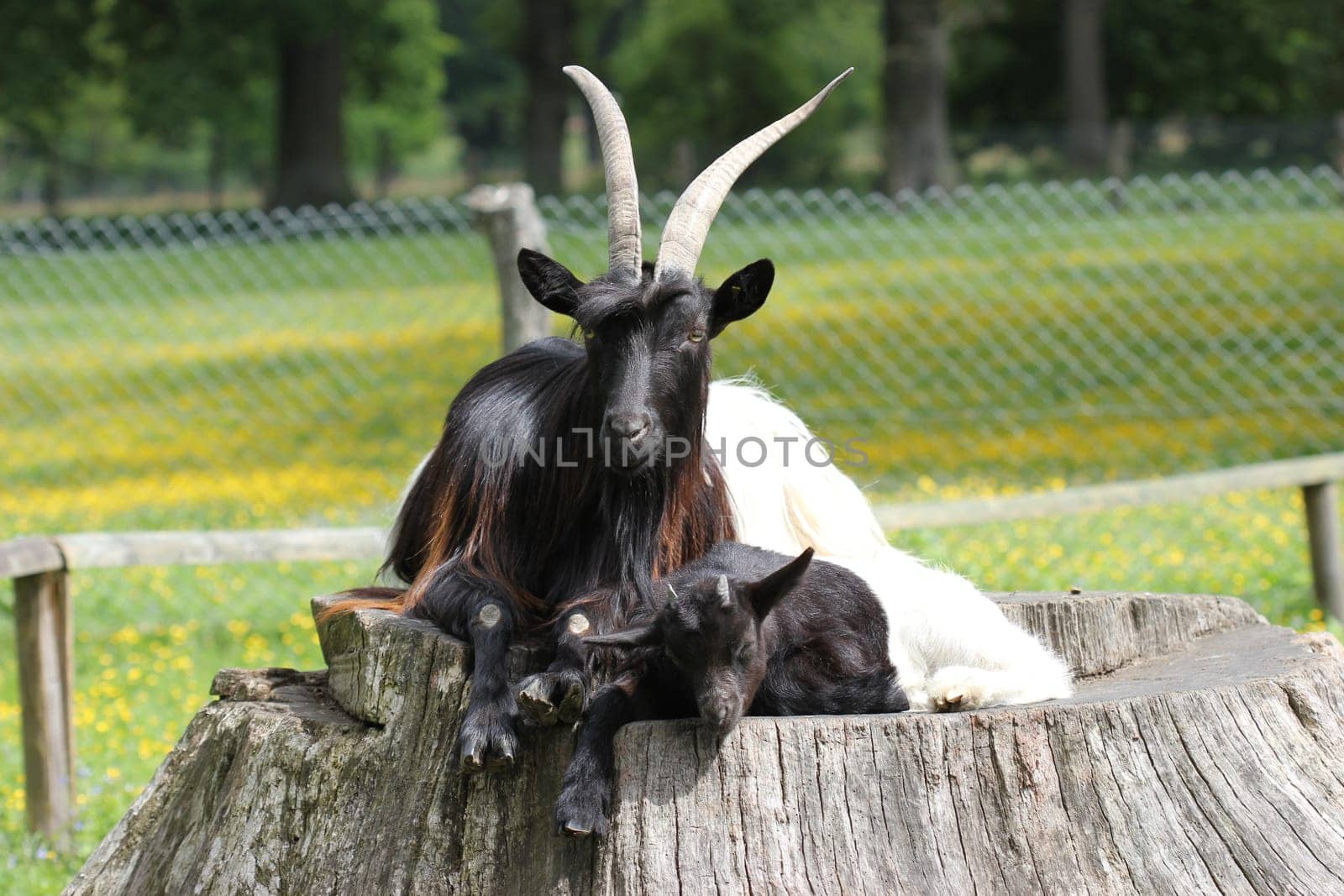 Valais black-necked goat with cub at Sababurg Zoo