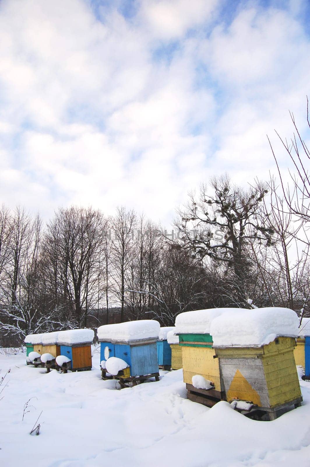 apiary in winterime