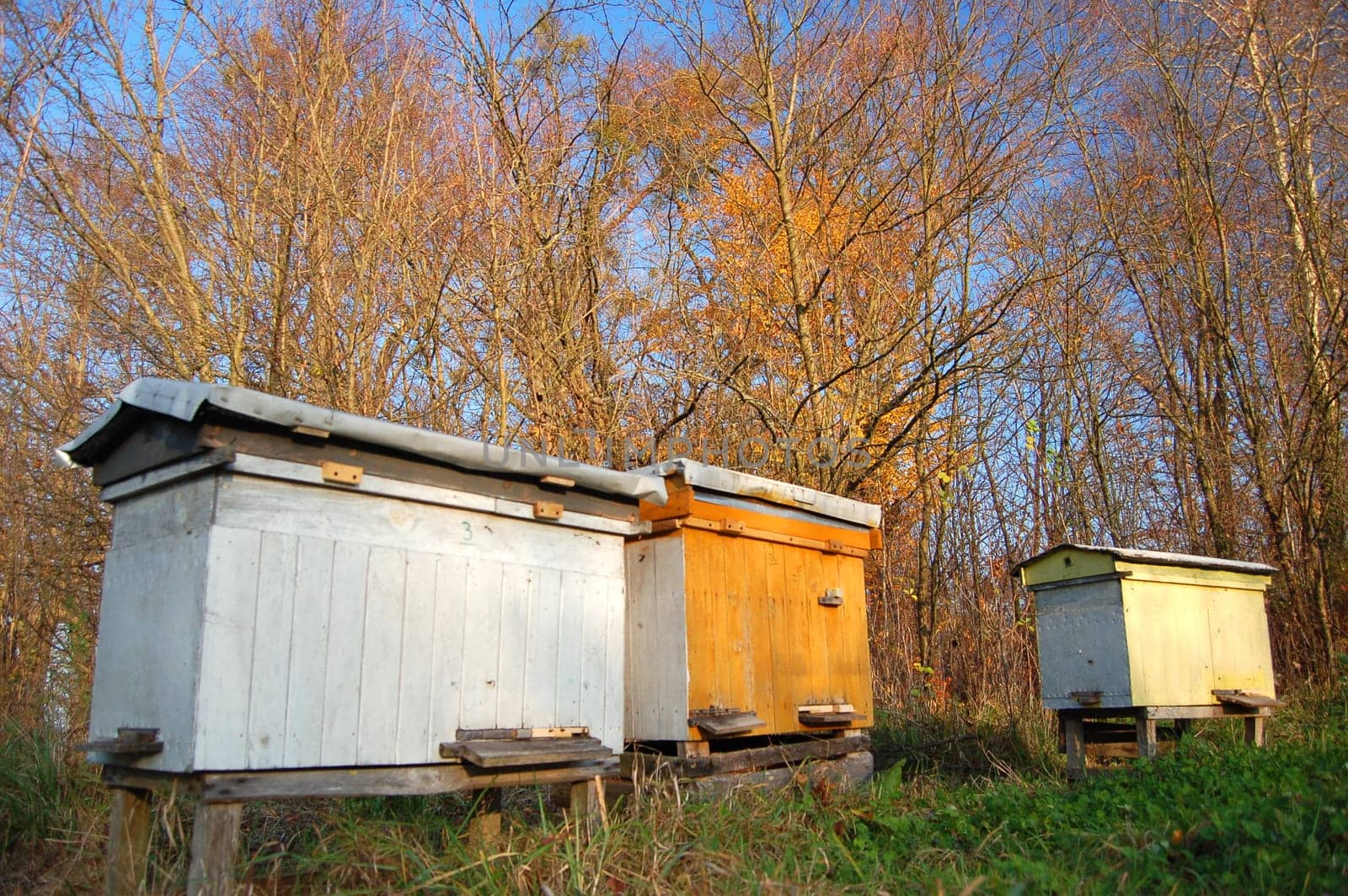 Apiary in the autumn
