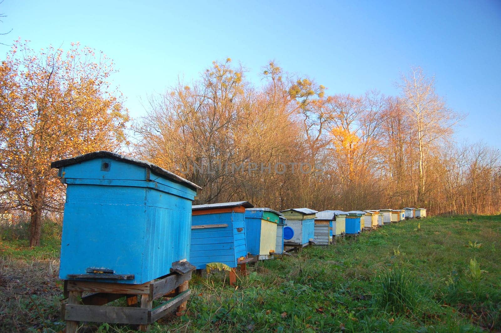 Apiary in the autumn