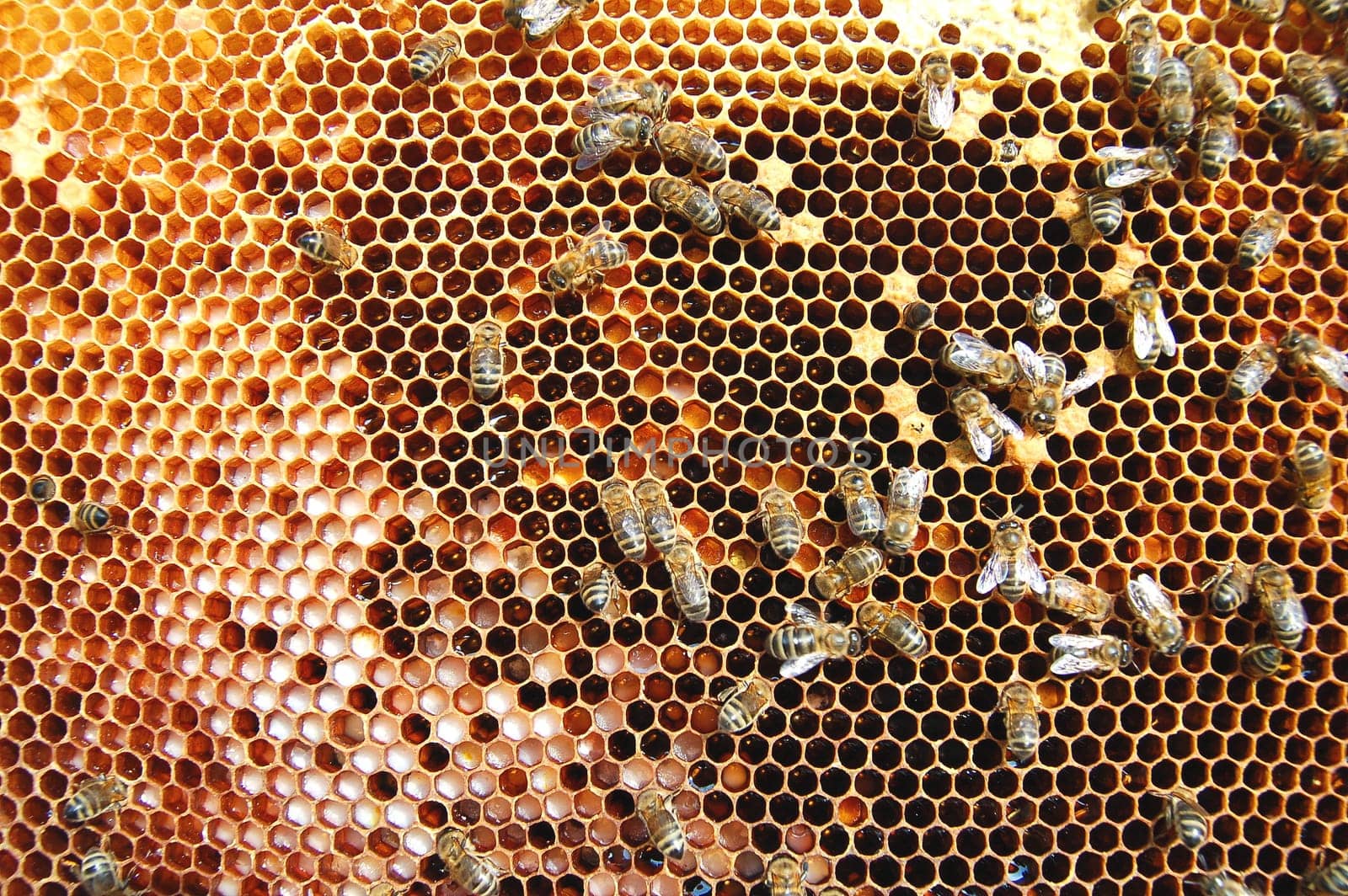 Bees on honeycomb
