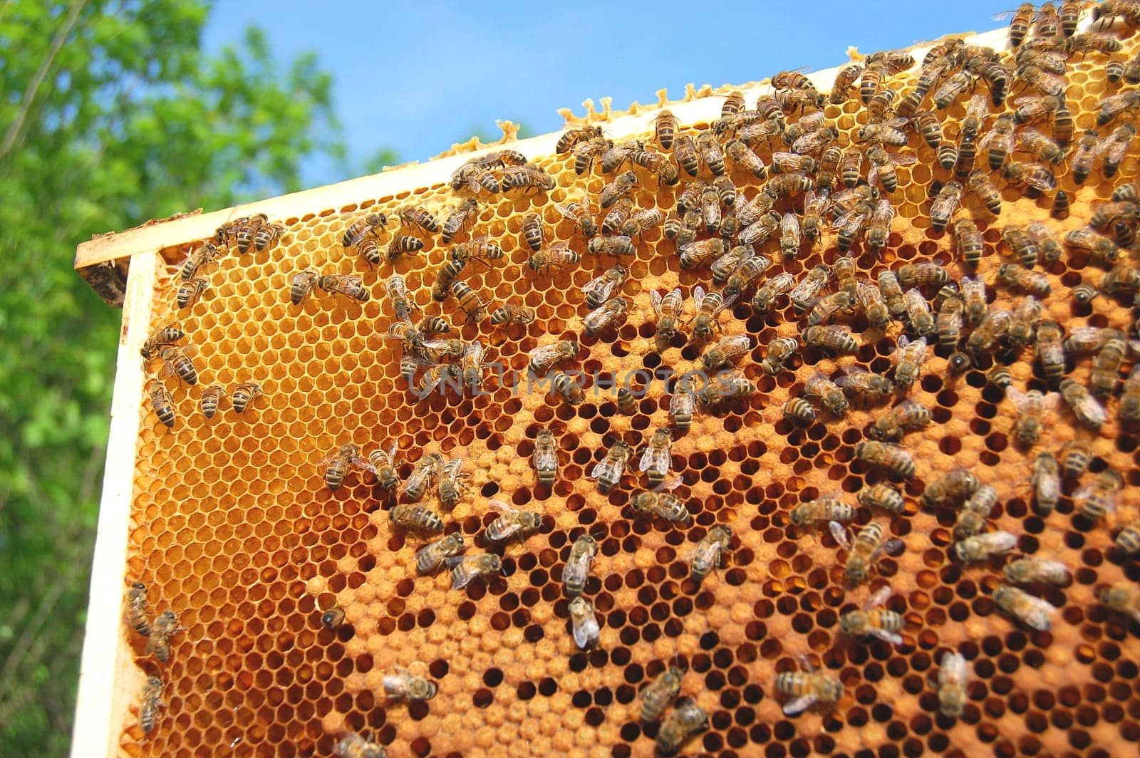 bees on honeycomb frame