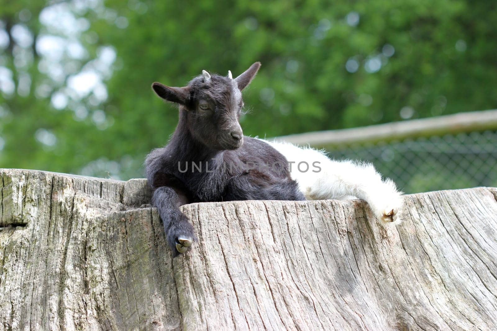 Valais black-necked kid rests on tree stump