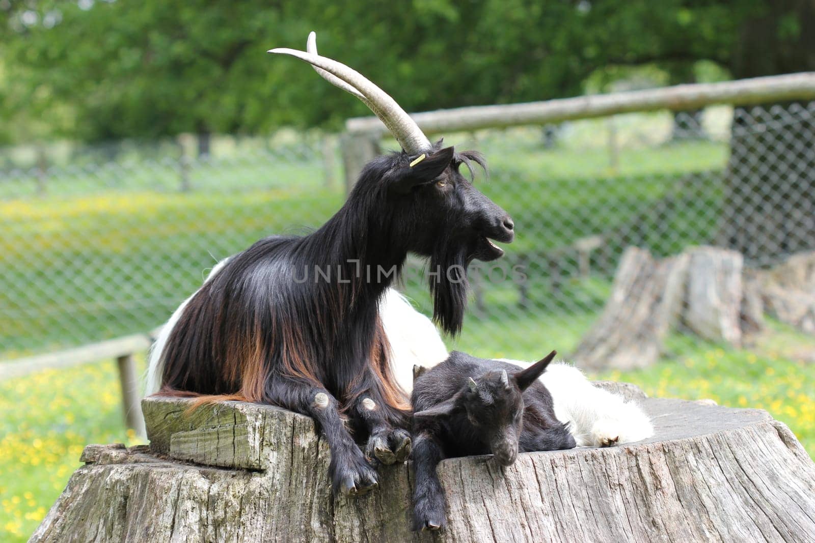 Valais black-necked goat with cub at Sababurg Zoo