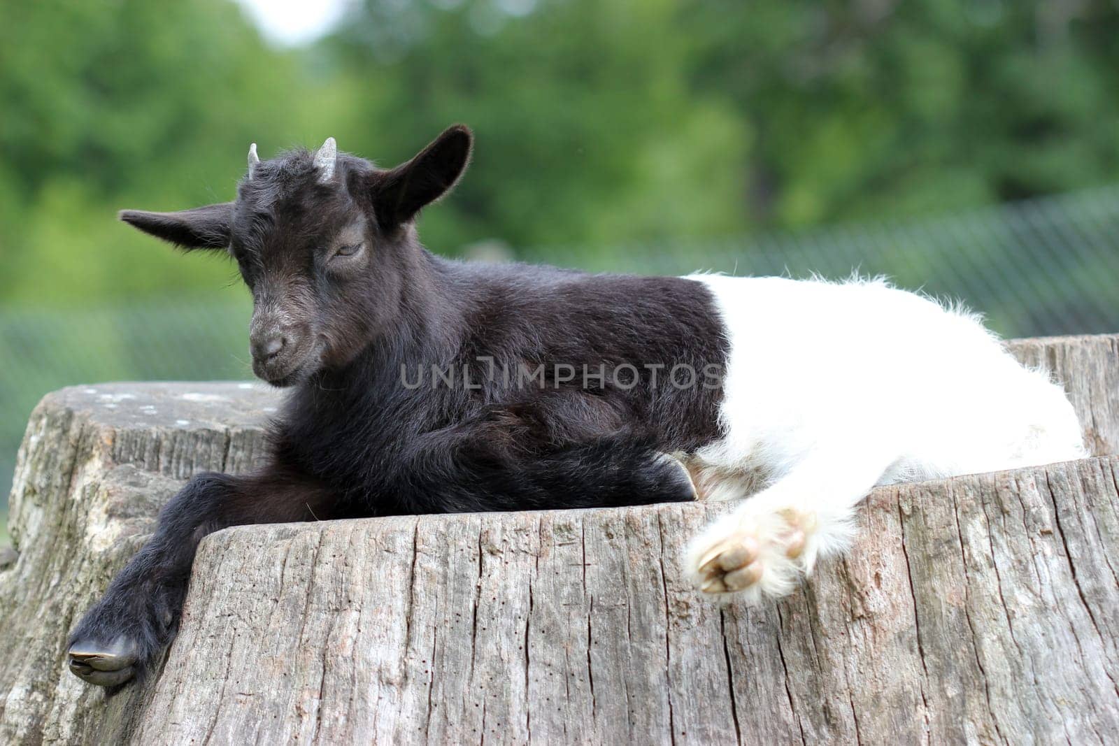Valais black-necked kid rests on tree stump