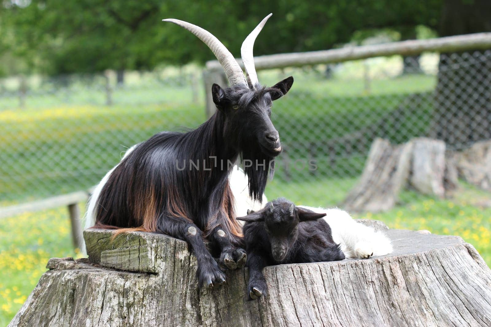 Valais black-necked goat with cub at Sababurg Zoo