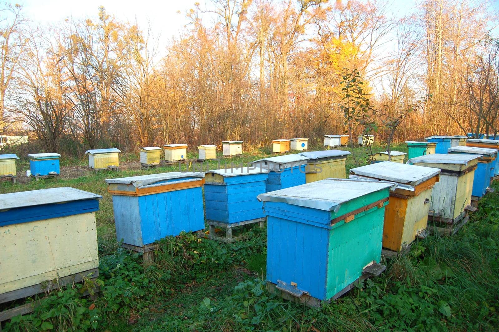 Apiary in the autumn