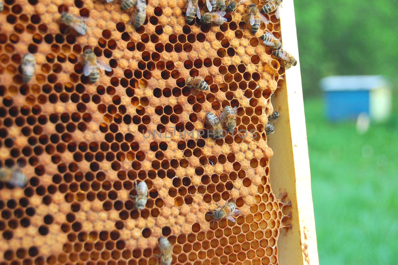 bees on honeycomb