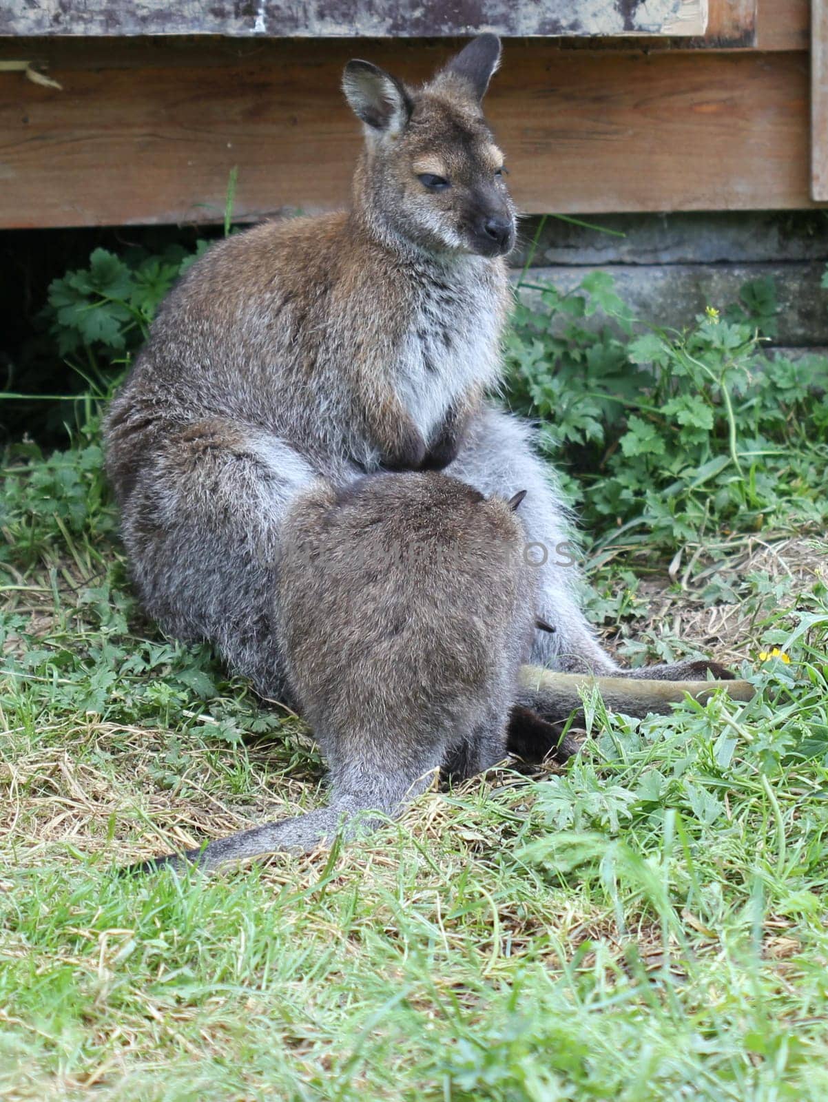 Bennett kangaroo with cub