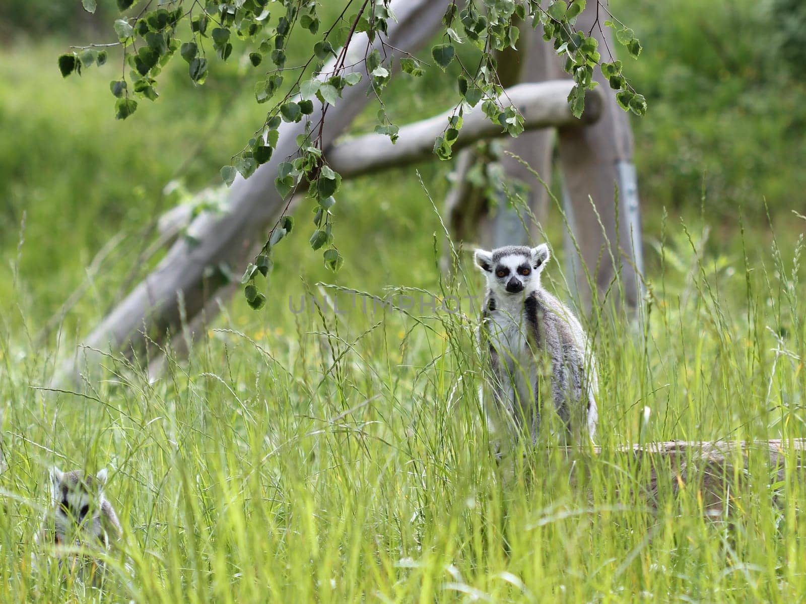 Ring-tailed lemurs at Sababurg Zoo