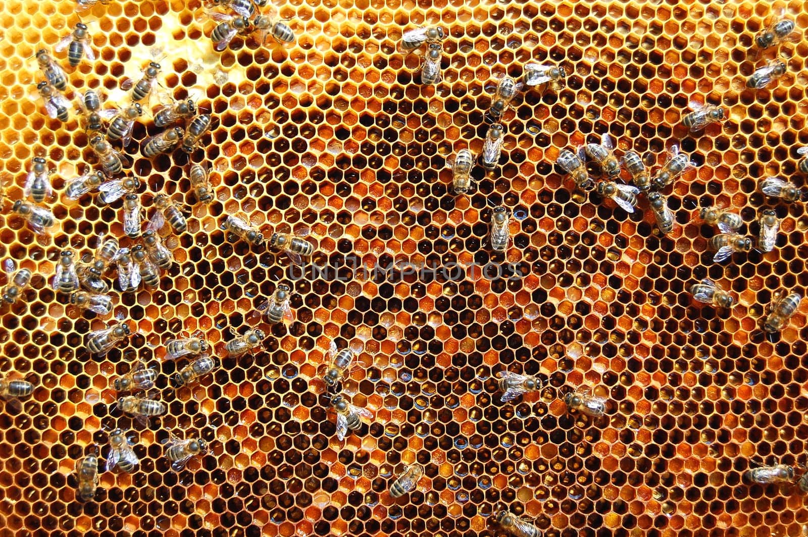 Bees on honeycomb