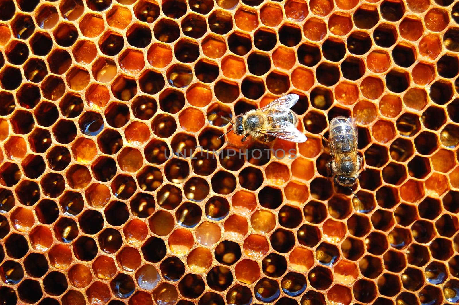 Bees on honeycomb