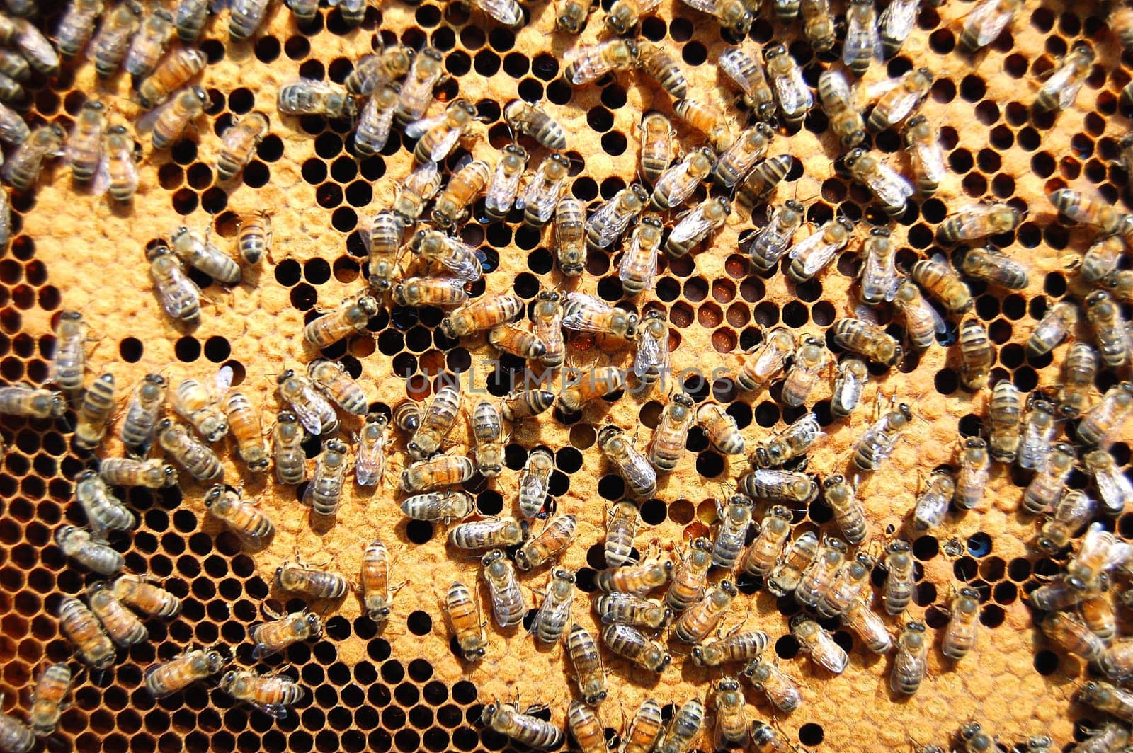 Bees on honeycomb
