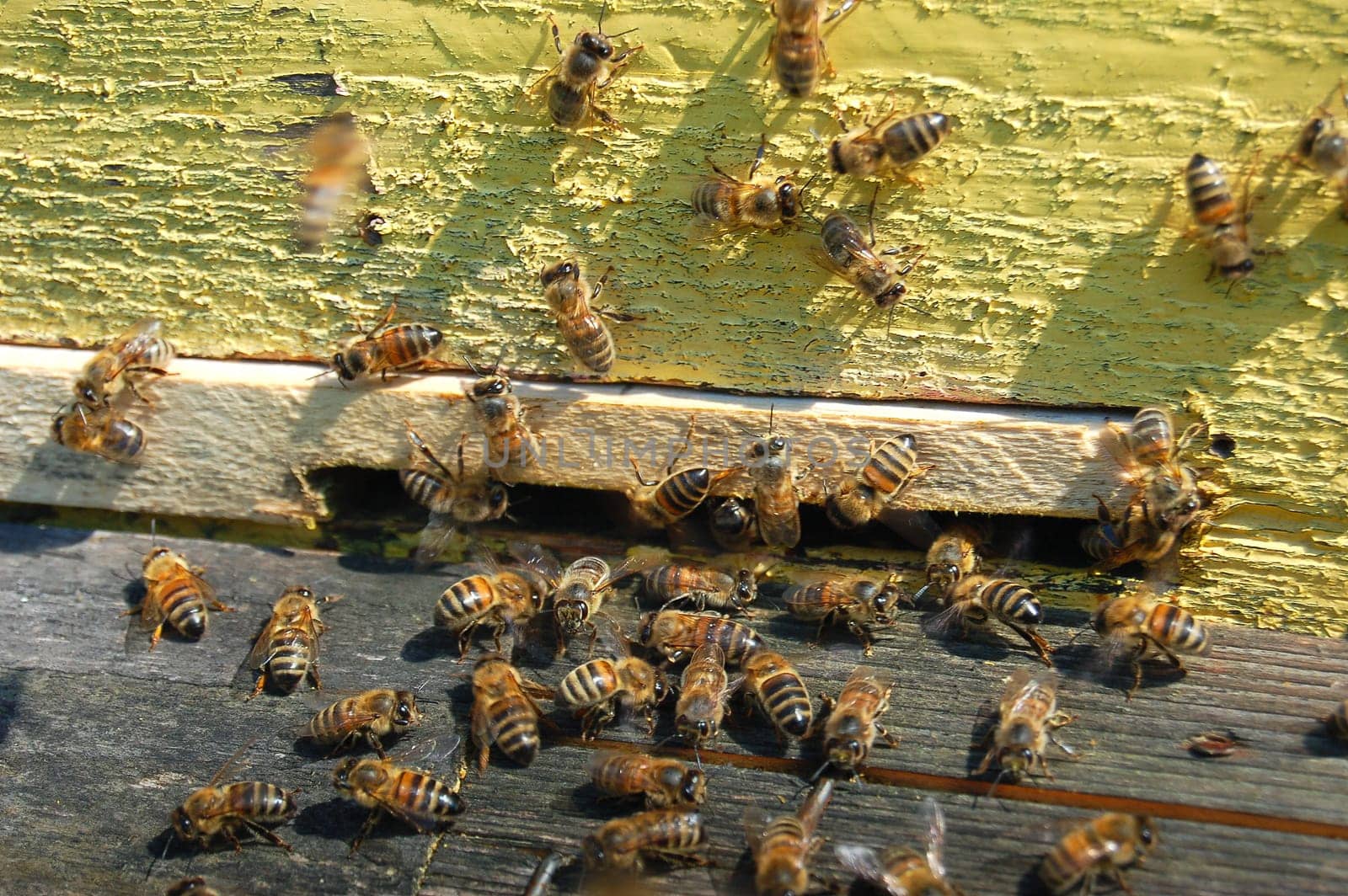 Bees at the entrance of a beehive