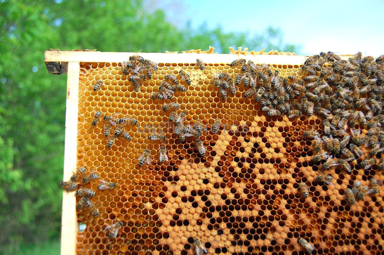 bees on honeycomb frame
