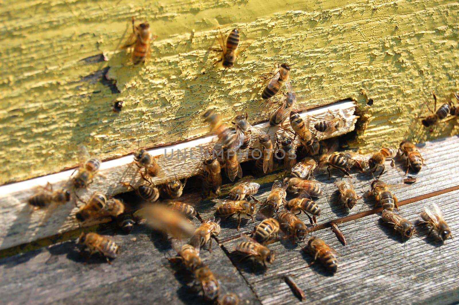 Bees at the entrance of a beehive