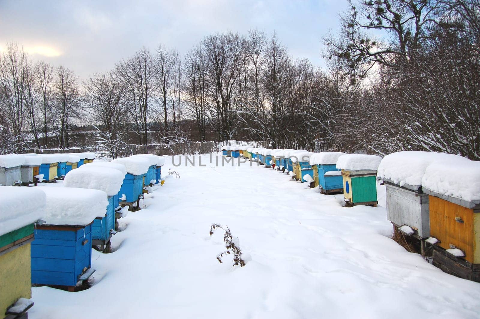 apiary in winterime