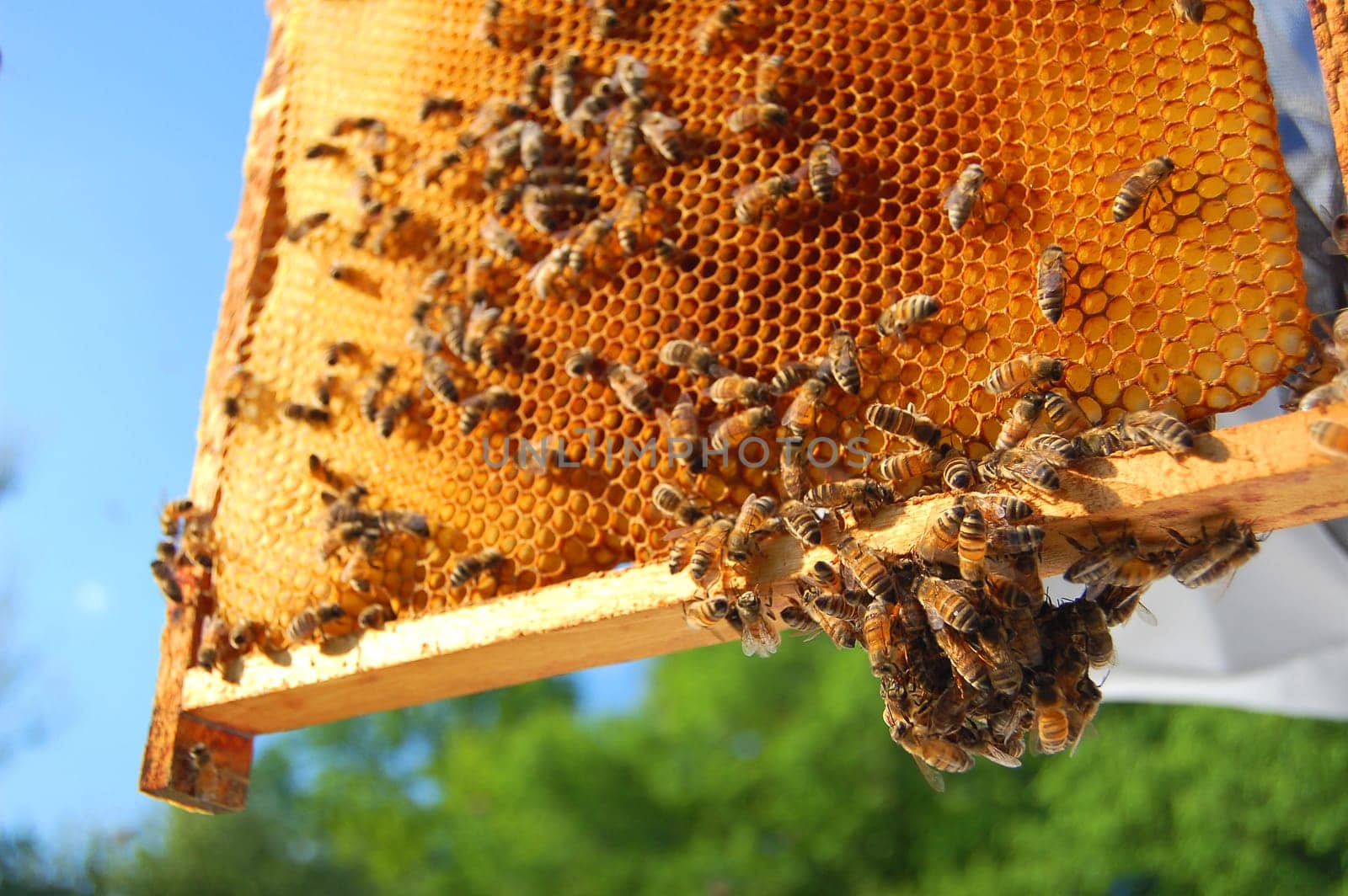 bees on honeycomb frame