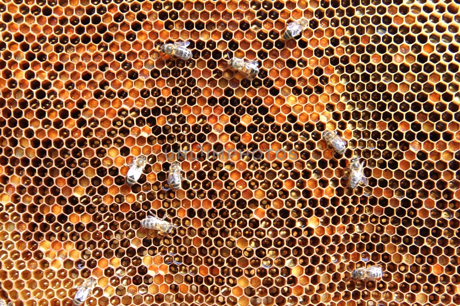 Bees on honeycomb