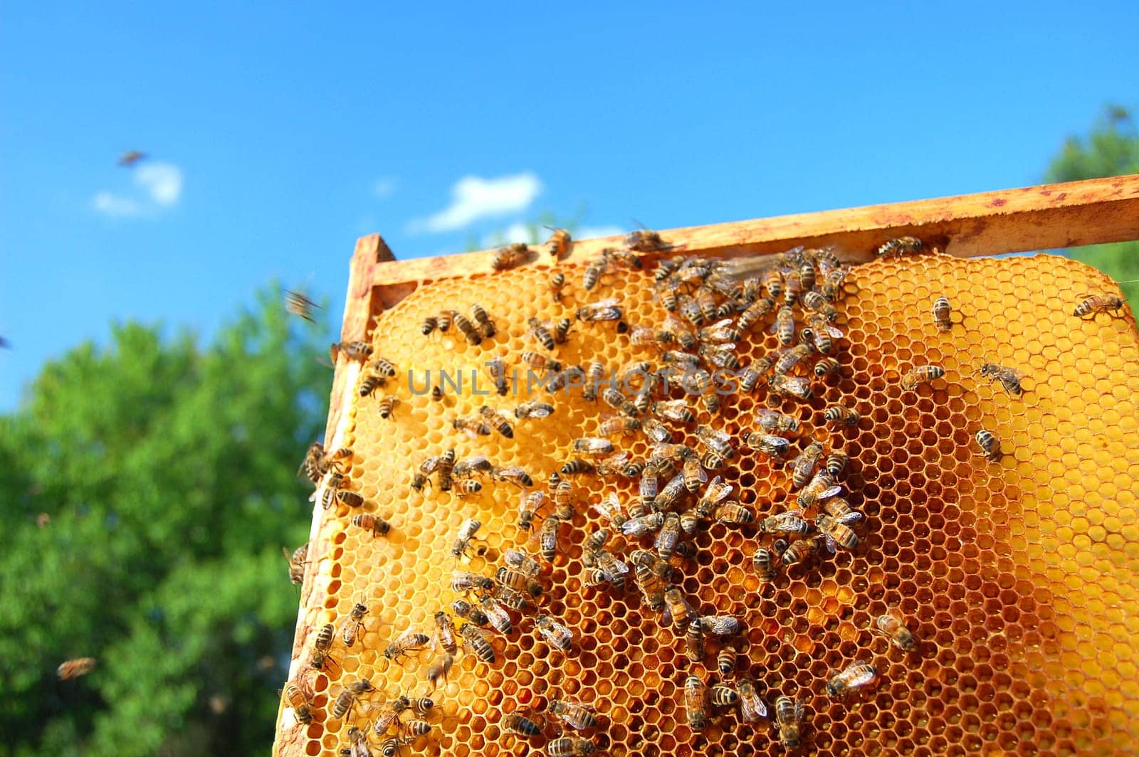 bees on honeycomb frame