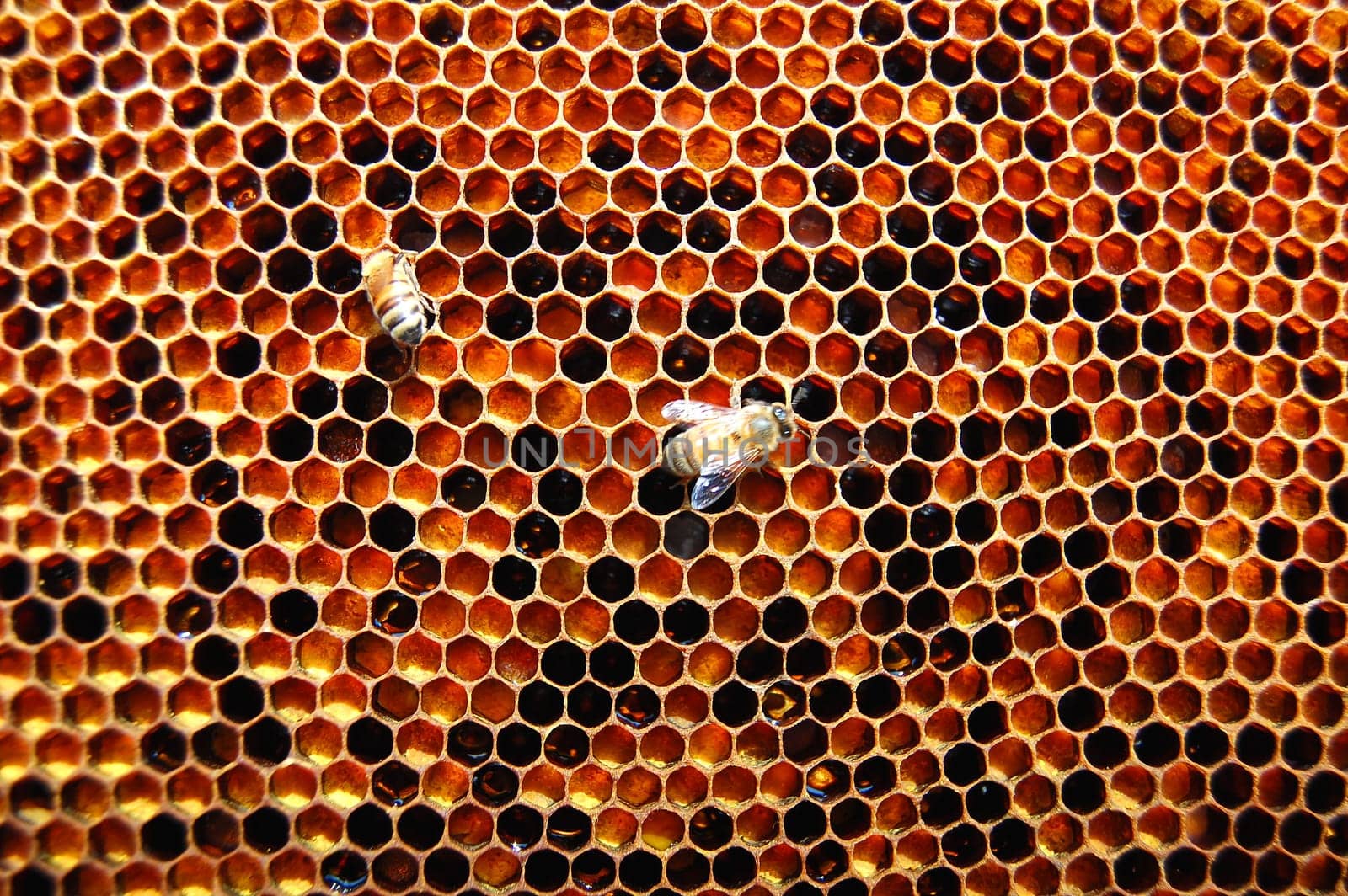 Bees on honeycomb