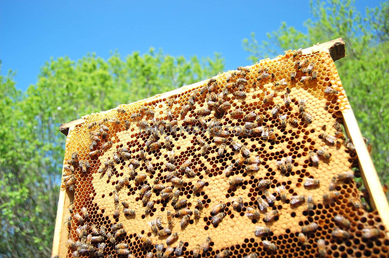 bees on honeycomb frame
