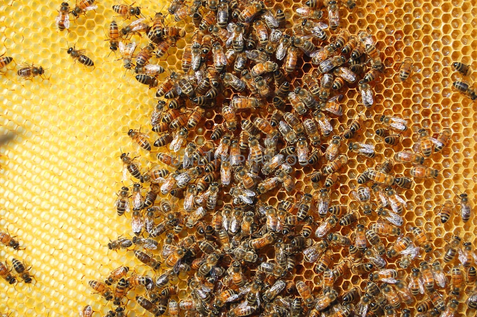 Bees on honeycomb