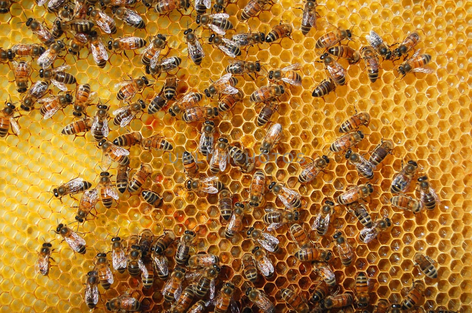 Bees on honeycomb