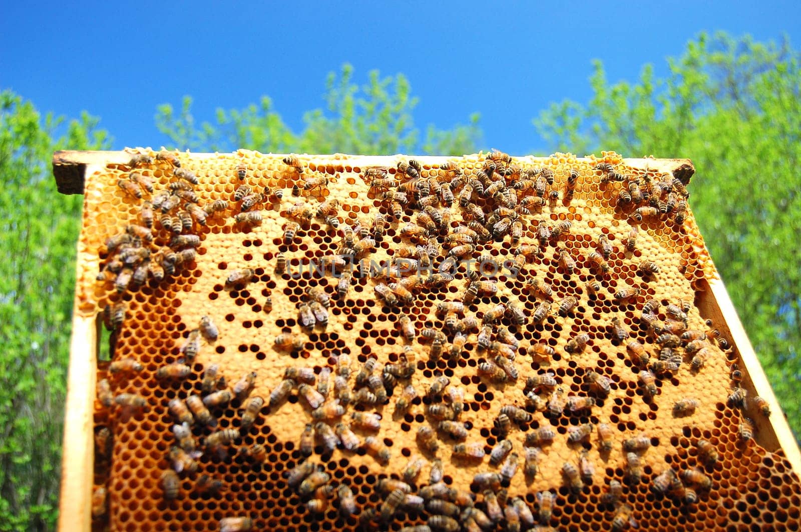bees on honeycomb frame