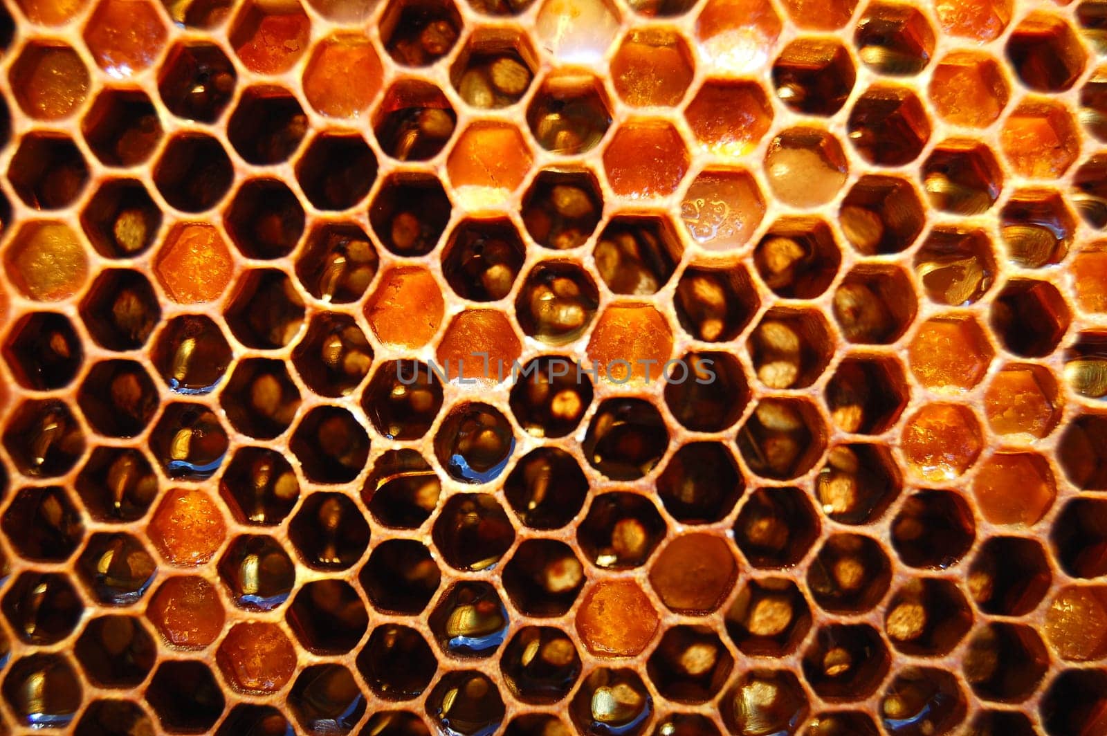 Honeycomb