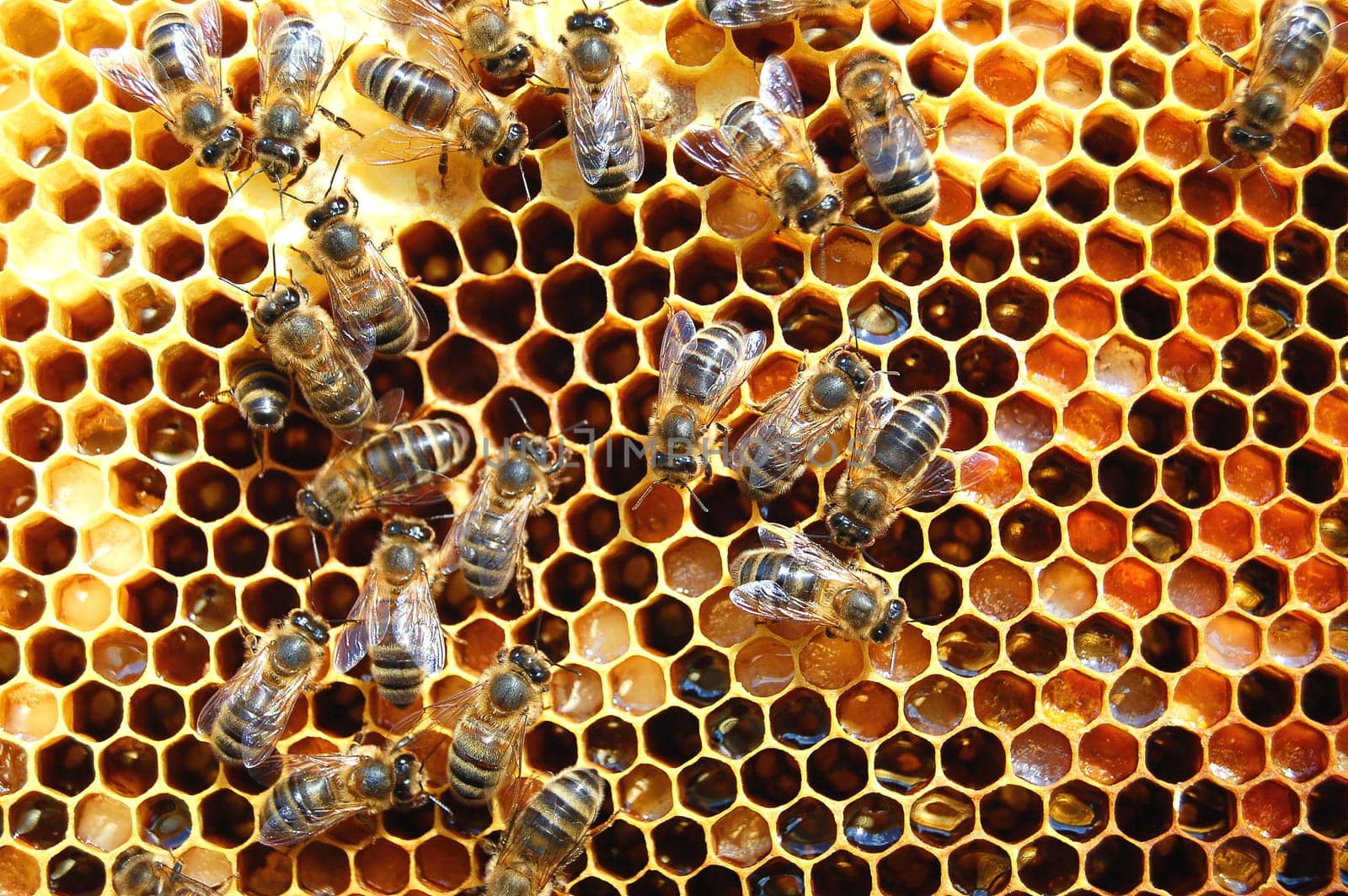 Bees on honeycomb