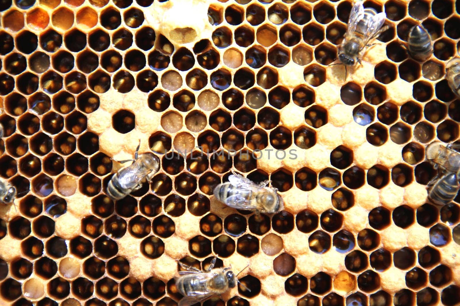 Bees on honeycomb