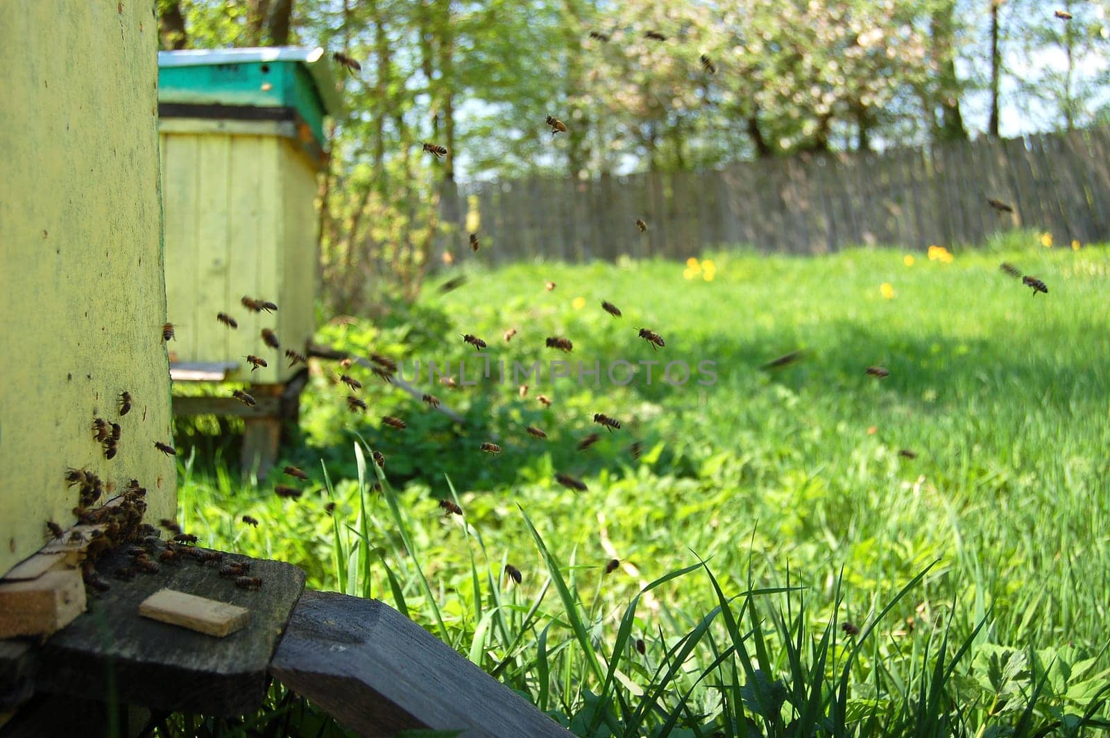 Apiary in springtime