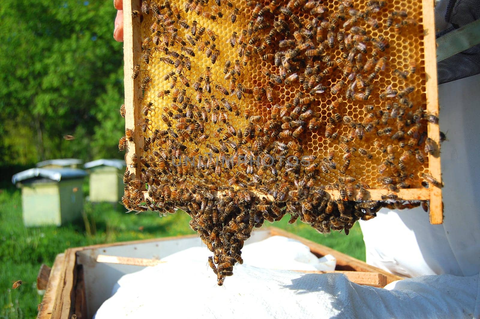 bees on honeycomb