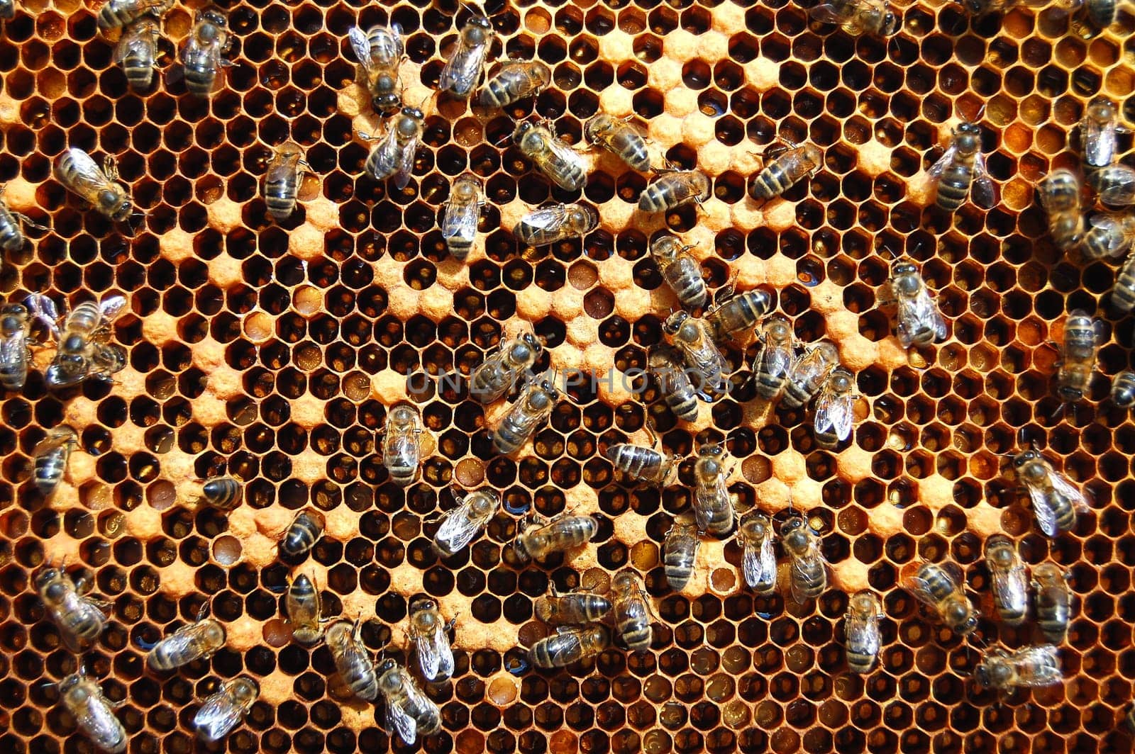 Bees on honeycomb