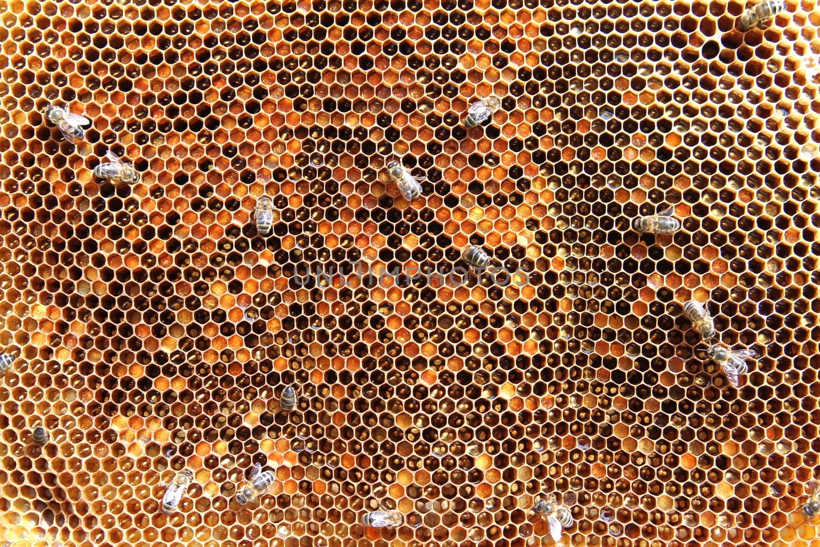 Bees on honeycomb
