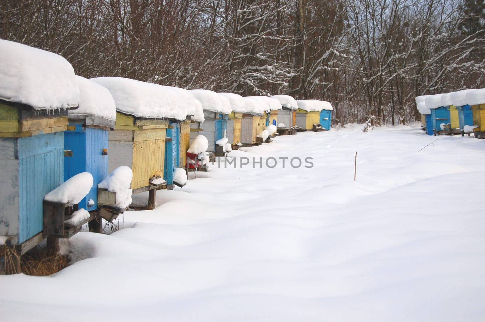 apiary in winterime